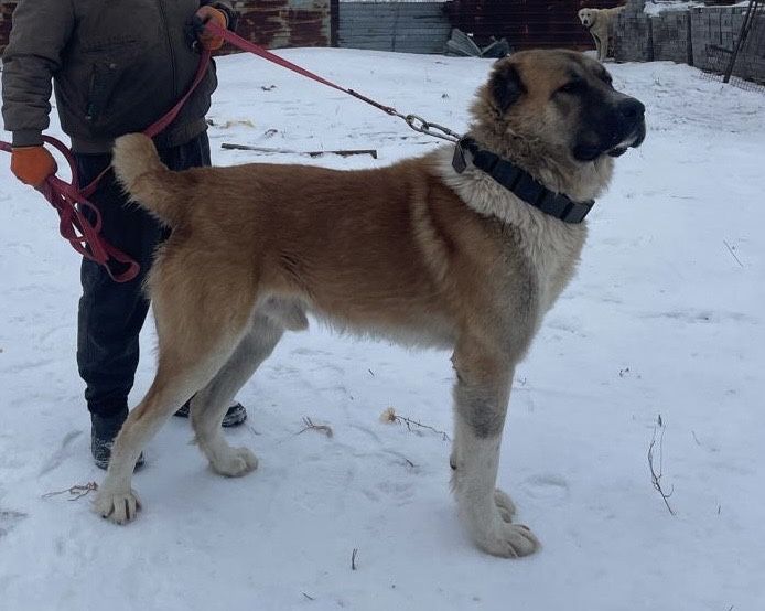 Продается Алабай