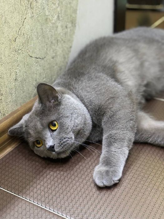 Британский кот, отдам в хорошие руки