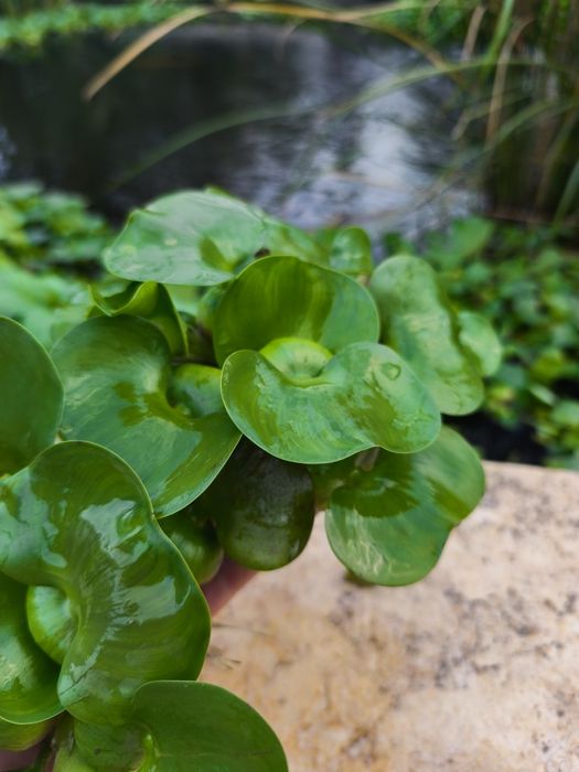 Zambile de apa ,plante iaz