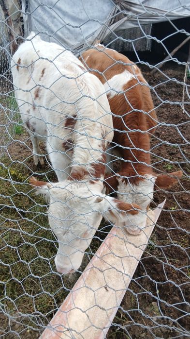 Vitei      de   vanzare