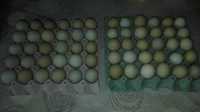 Разплодни яйца от Великденска носачка XL