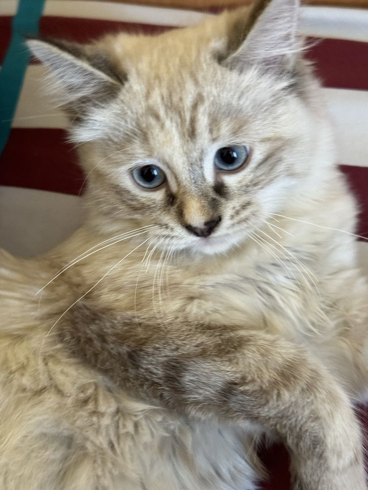 КОТЕНОК(3-4 мес.)
