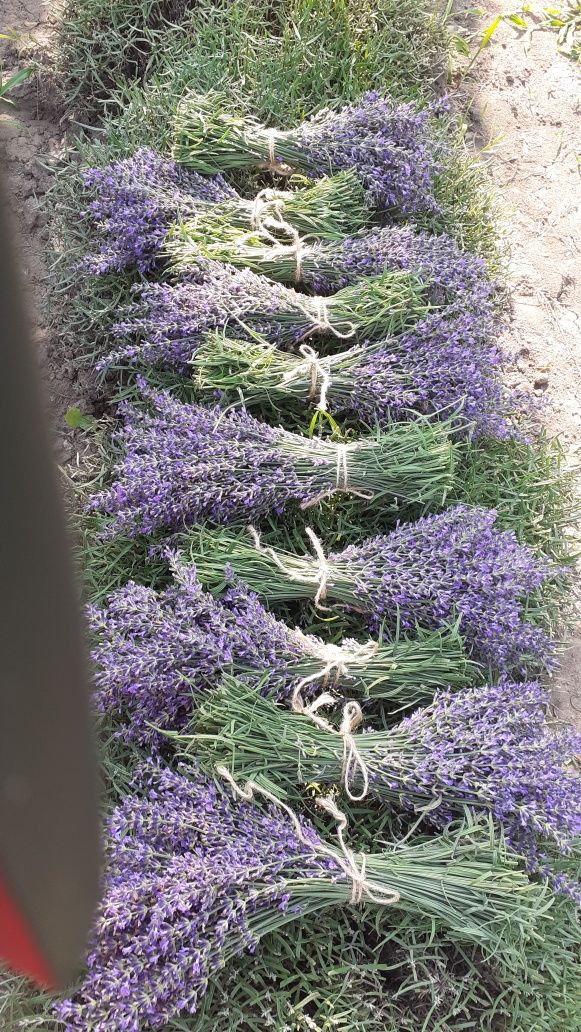 Buchete de lavanda  uscată și floare scuturata  la kg . Preț 60 pe kg.