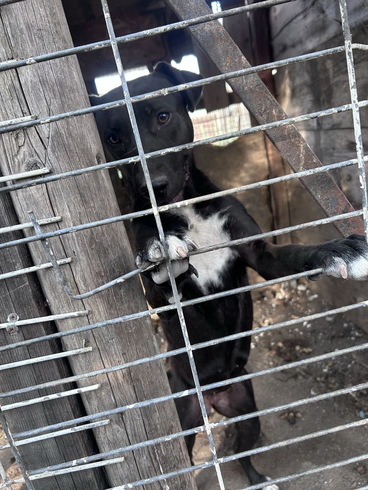 Adoptie catel talie mare