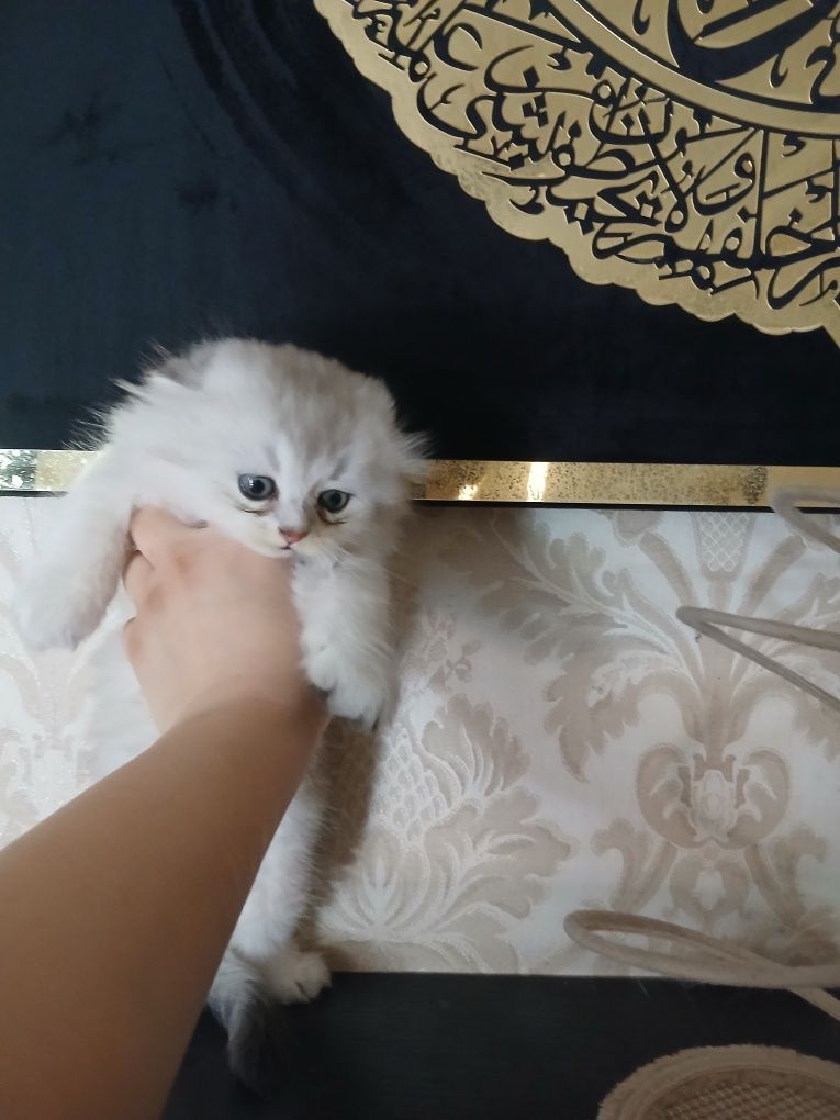Пародистые Катята
