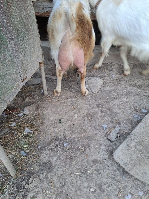 Vând țap plus capre