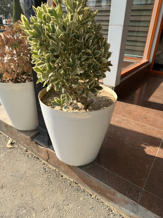 Gullar tuvak bilan 10tacha bor