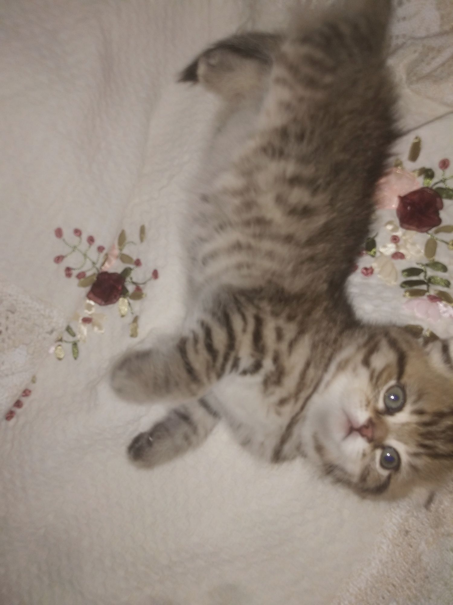 Шотландские котята.