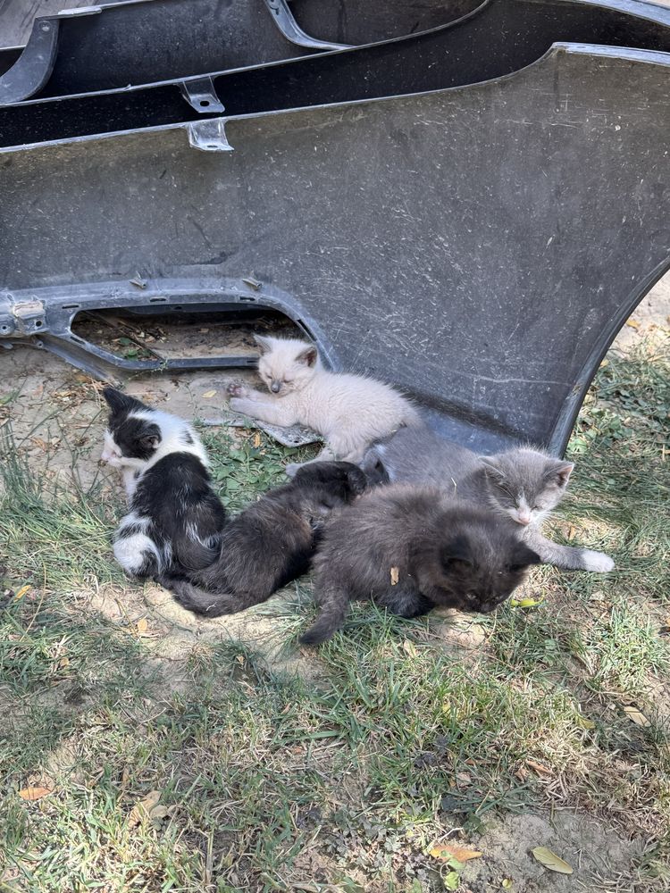 Кошка и котята в добрые руки