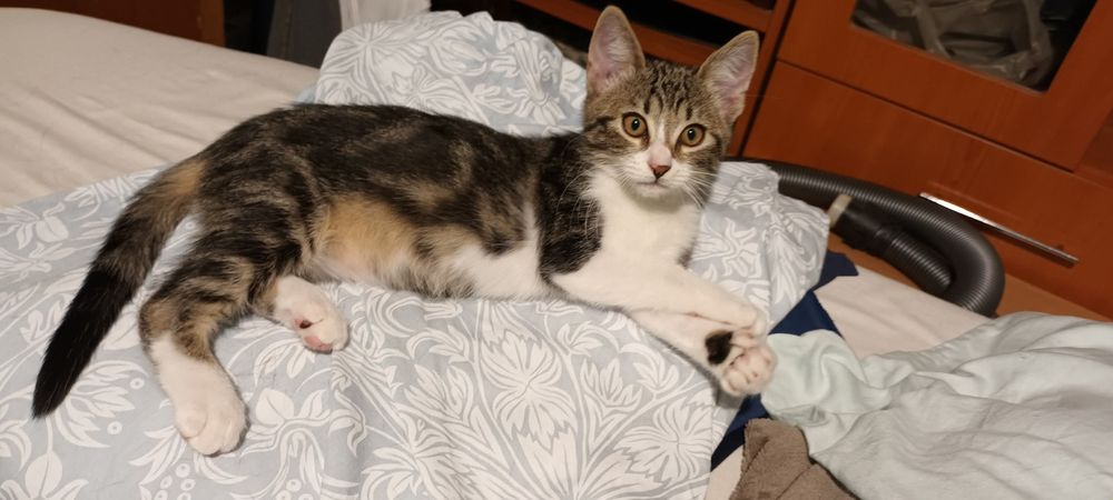 Pisicut pentru adoptie.