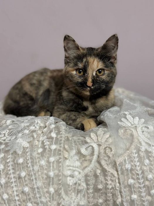 Отдам даром котенка, срочно.