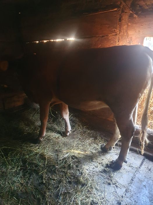 Jurinca de vânzare a fata de 8 luni