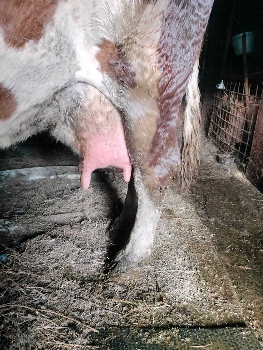 Vand vaca baltata romaneasca