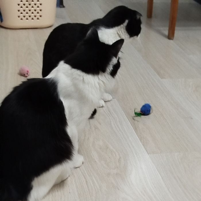 Кошечка ищет любящих хозяев