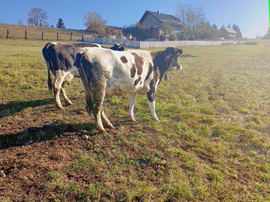 Vacă, varsta de 3 ani