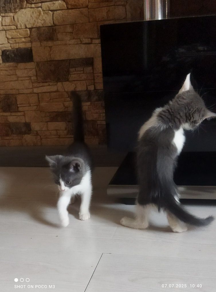 Продаются котята скоттиш-стрейд и фолд мальчишки