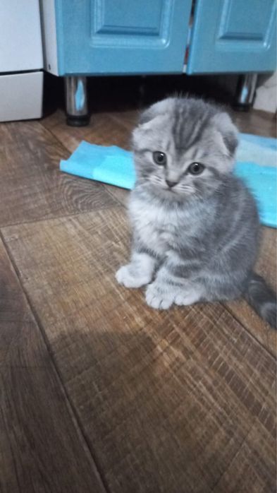 Продаются котята