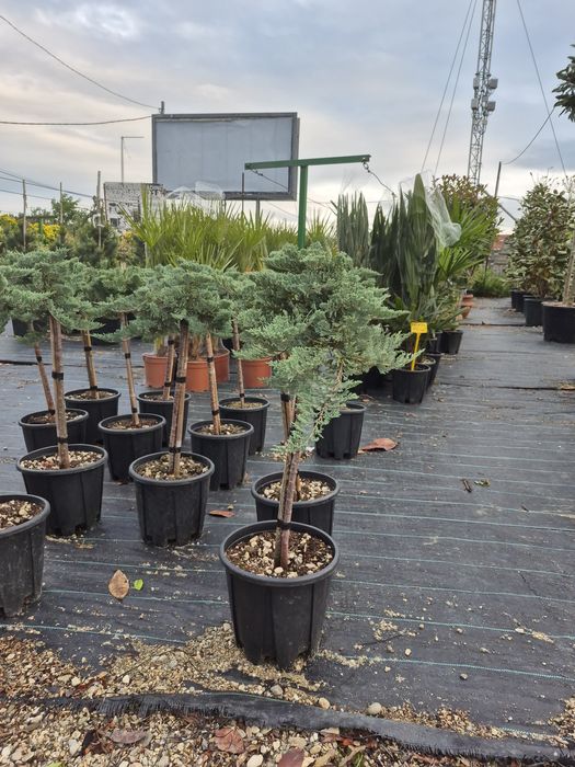 Tuia spirala Pon pon Eunimus