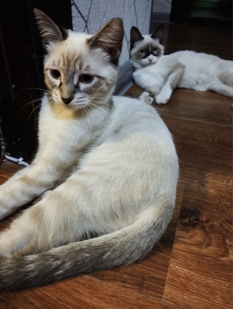 Котенок мальчик в добрые и ответственные руки!