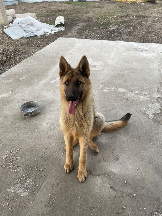 Немецкая овчарка