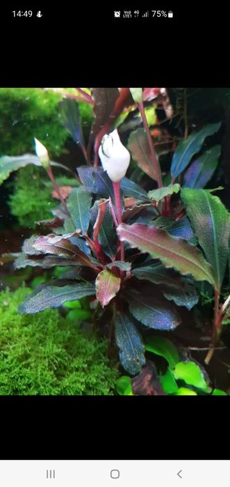 Plante naturale acvariu apa dulce.