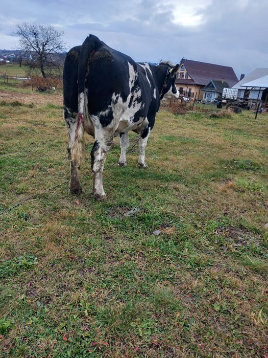 De vânzare junca la prima fătare