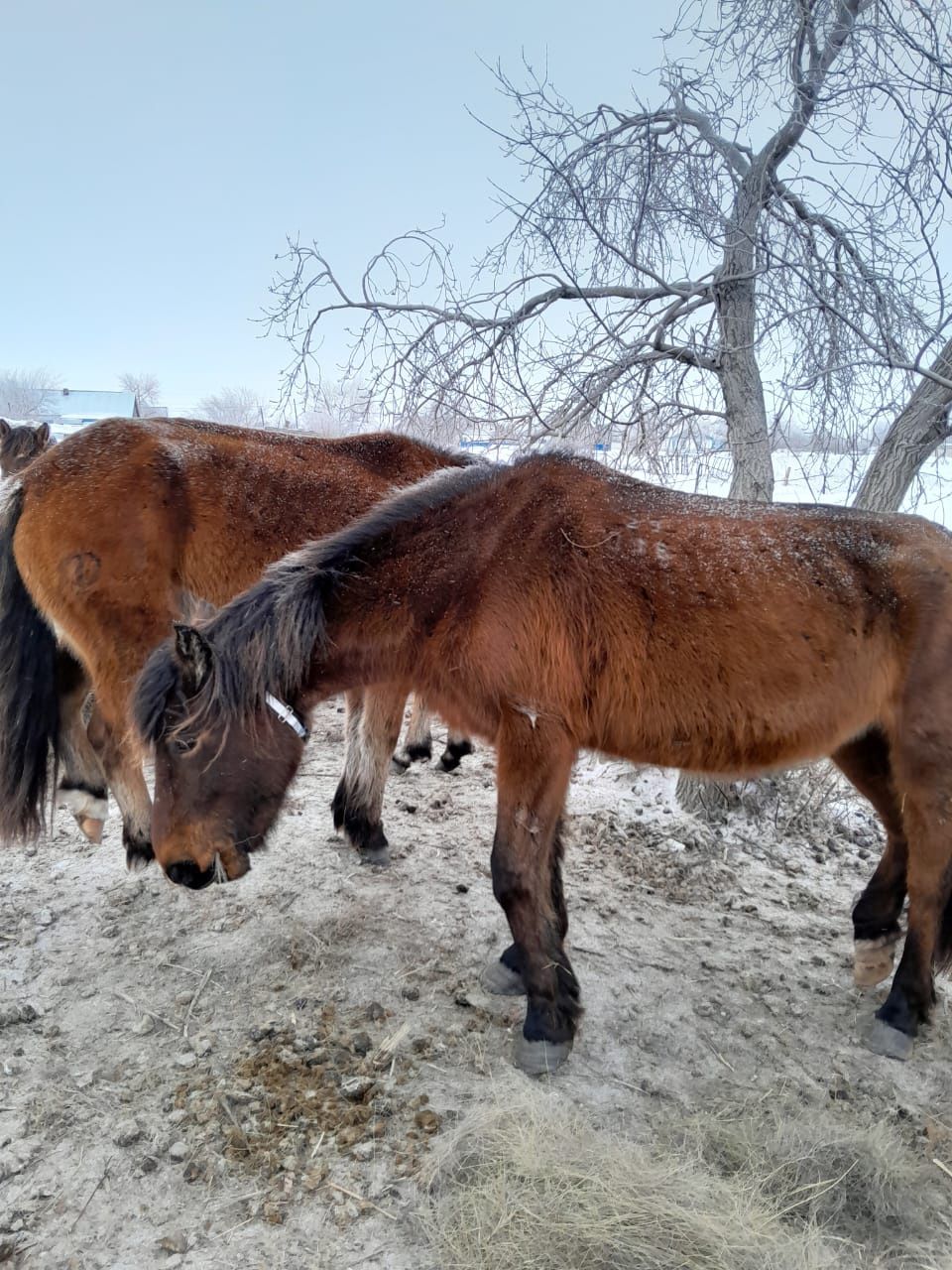 Продам лошадей! Продам 3 жеребые кобылы и три кобылы трехлетки.