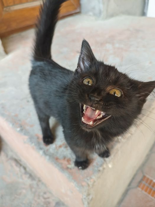 Котёнок чёрный мальчик ищет дом, 2 месяца