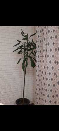 Срочно Продам комнатные растения Драцены до 2 метров в высоту