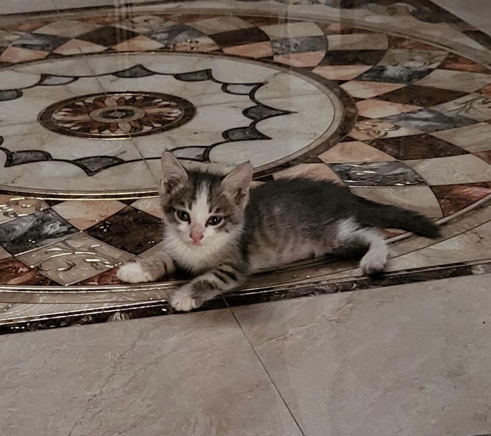 Отдам даром котят