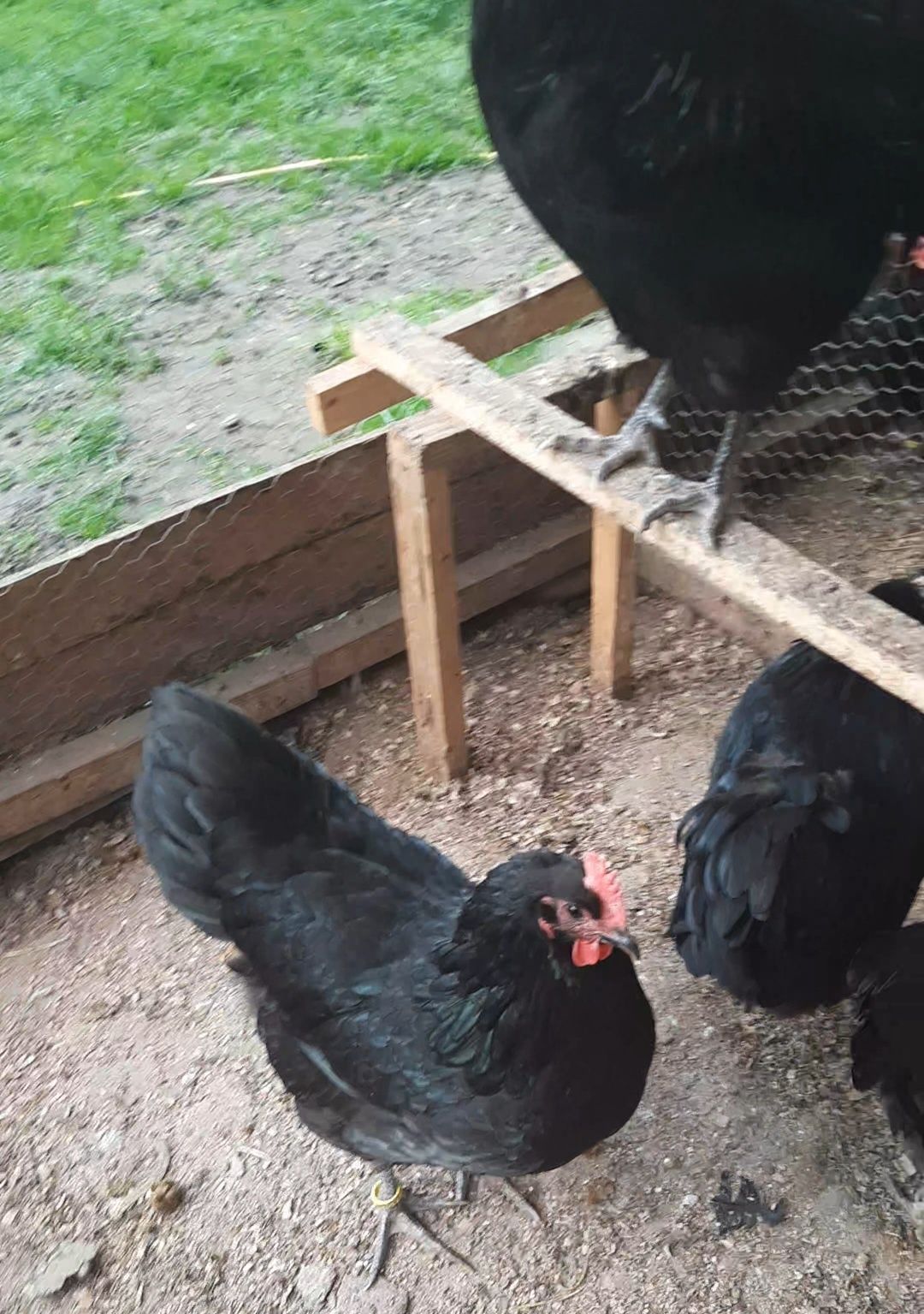 Familie Australorp Negru 1 cu 7