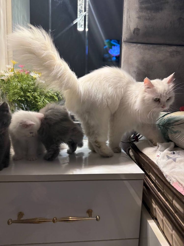Мама кошка с котатями , 1 девочка 2 мальчик