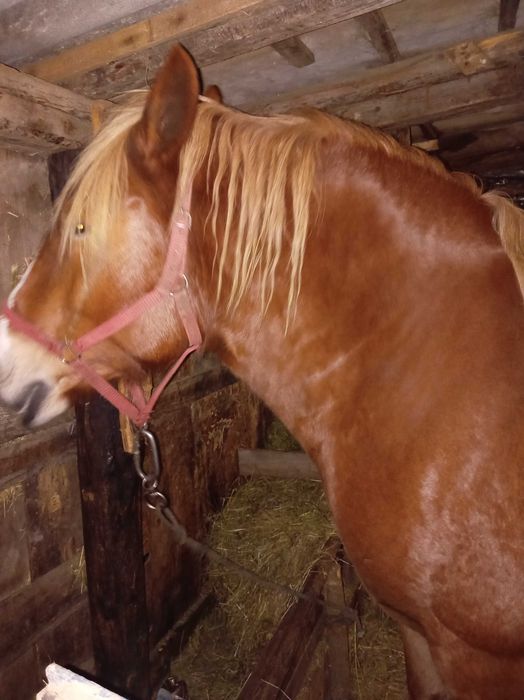 Iapă  de vânzare  de 5 ani blanda