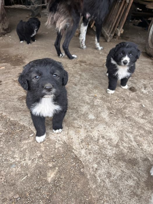 Каракачанска Овчарка