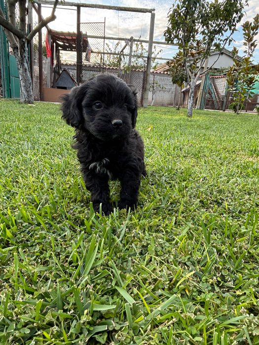 Кавапу///Cavapoo