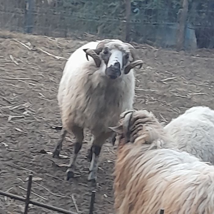 Vând berbec țurcan