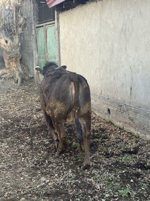 Продаётся нетель