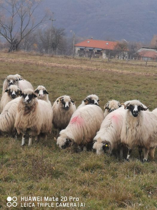 Vând oii breze tinere