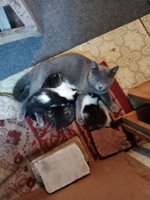 Котики все девочки