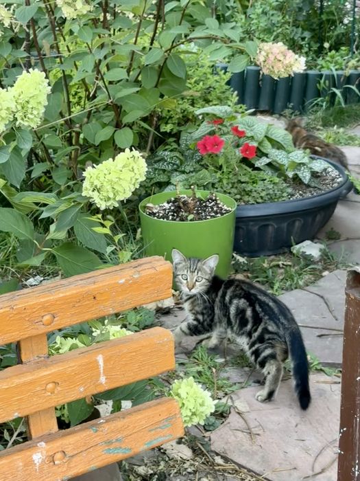 Отдам котенка в добрые и заботливые руки