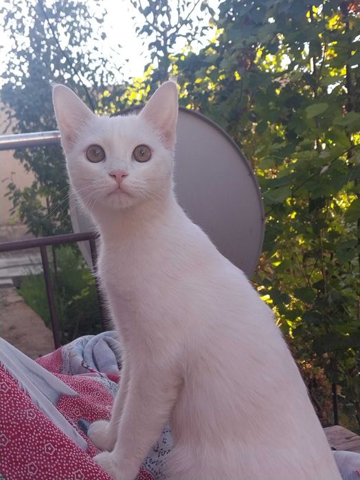 Продаём белого котенка в добрые руки