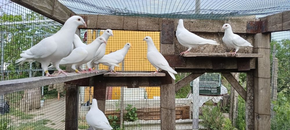 Porumbei voiajori albi