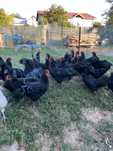 Cocoși australorp negru 2025