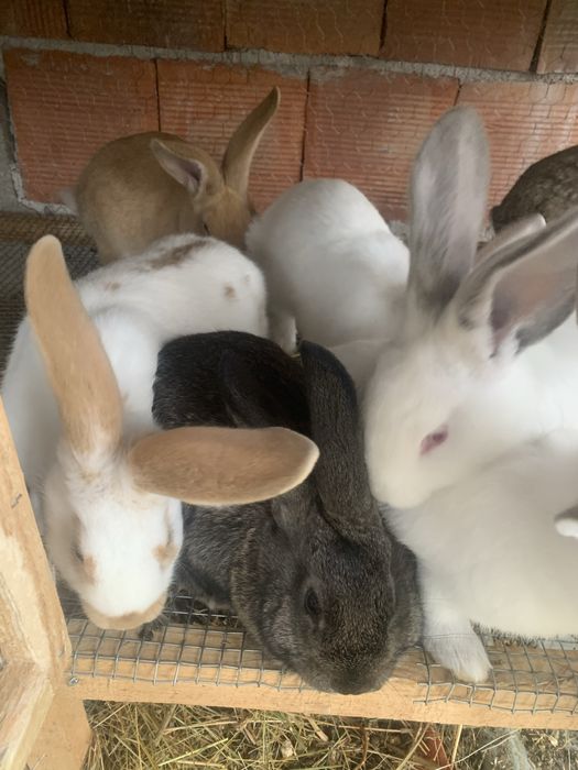 Калифорнийски Зайци