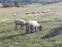 Oi reforme rasa suffolk