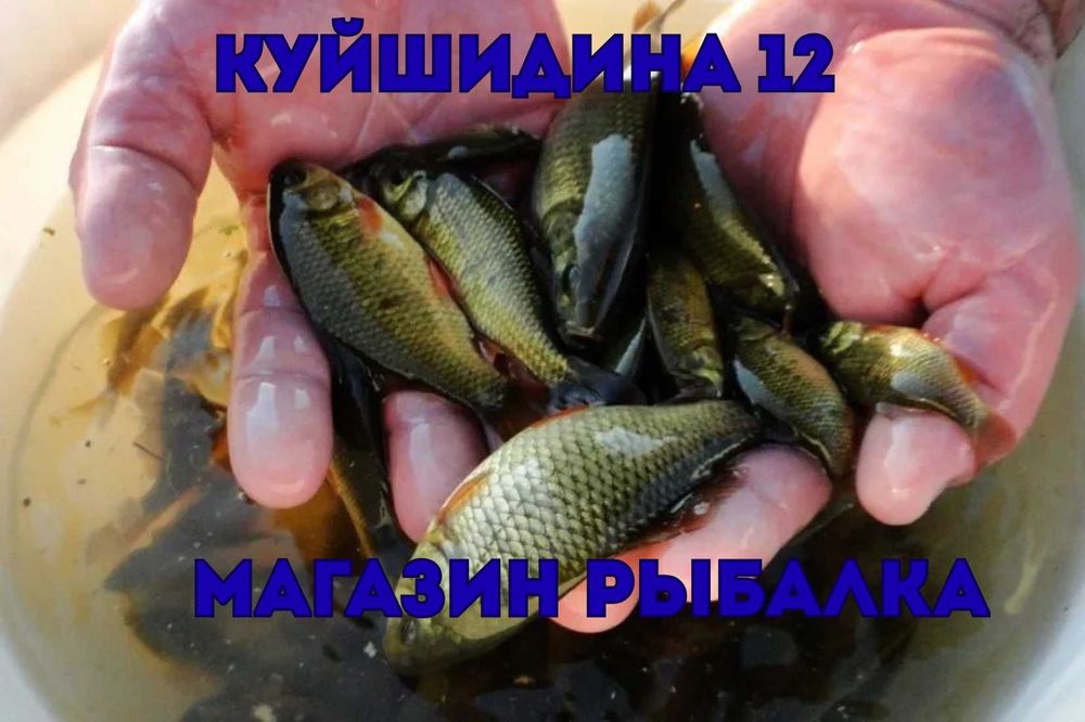 малек чебак карась