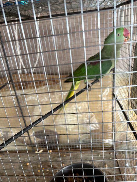 Marele Papagal Alexander