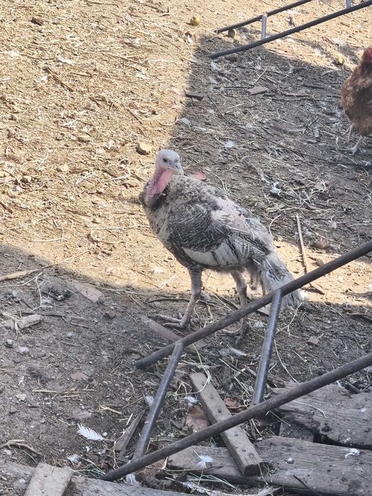 Curci si curcani de vânzare