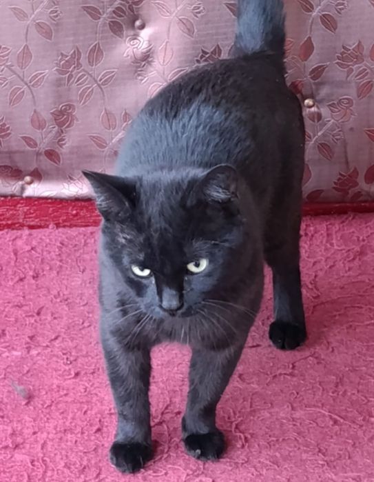 Отдам котика бесплатно