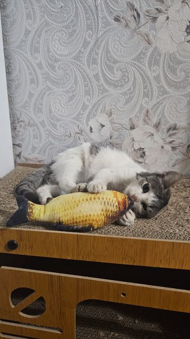 Котенок в добрые руки
